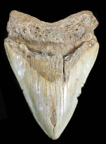 Bargain Megalodon Tooth - North Carolina #38683